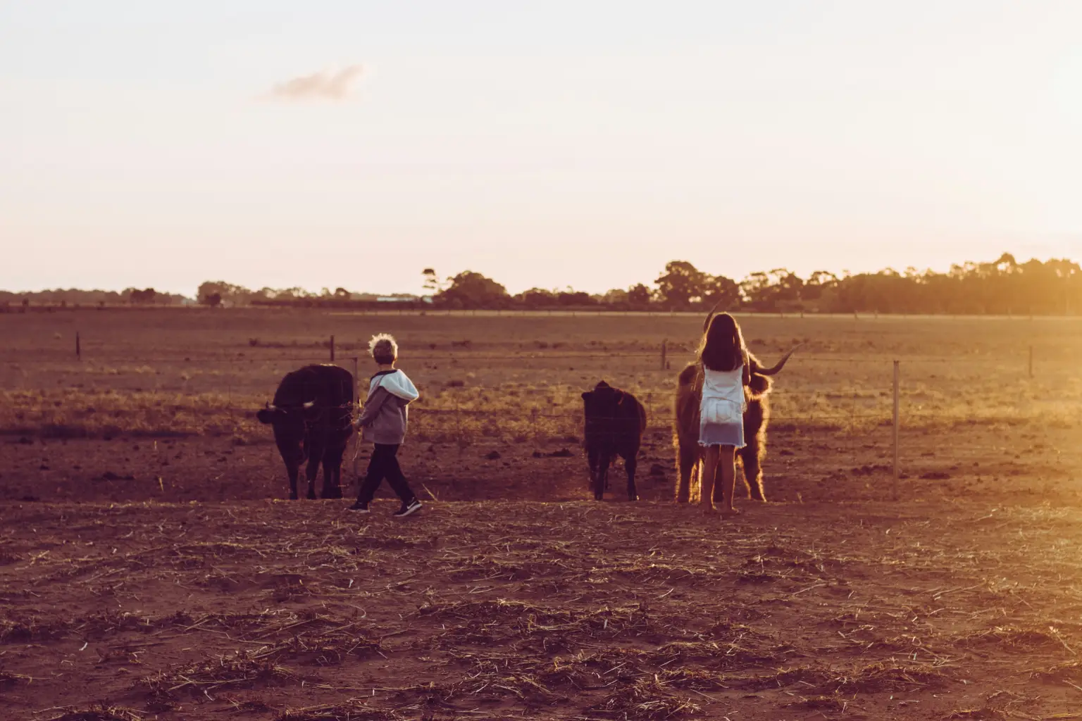 cows on fields